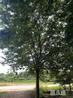 30公分榉树