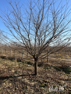 15公分染井吉野樱