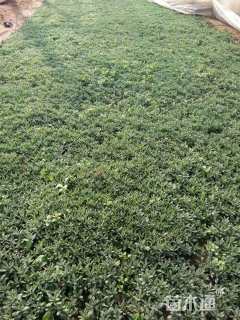 高度10厘米薰衣草