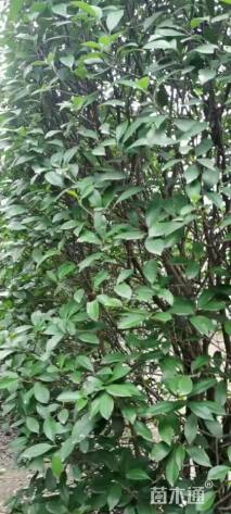 高度400厘米红叶石楠柱