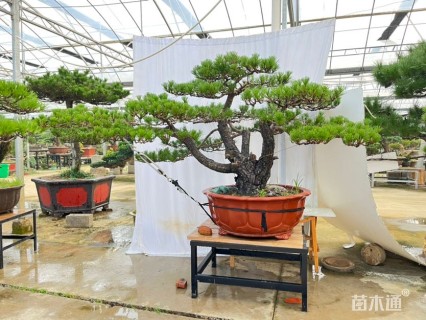 高度120厘米黑松