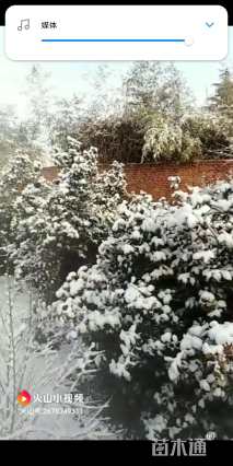 高度200厘米山茶花