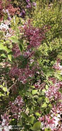 高度60厘米锦鸡儿