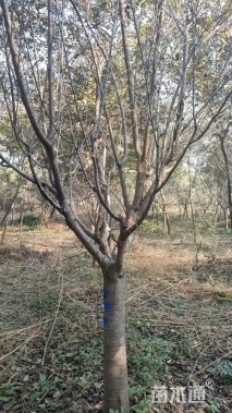 高度400厘米阳光樱