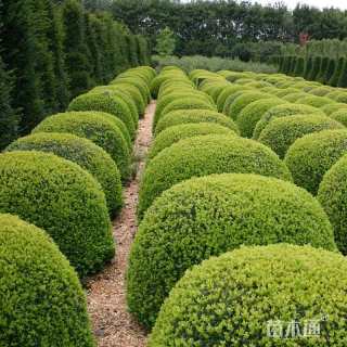 冠幅1800厘米瓜子黄杨球