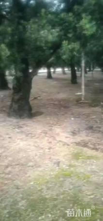 23公分丛生银杏