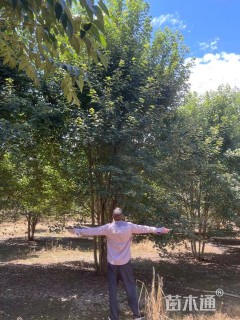 20公分美国红枫-红点