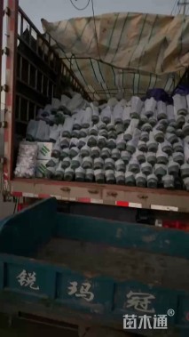 高度30厘米百合