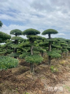 20公分造型对节白蜡