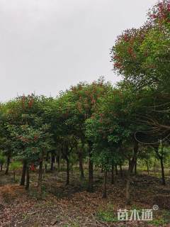 15公分鸡冠刺桐