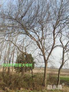 150公分榆树