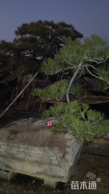 高度220厘米古松