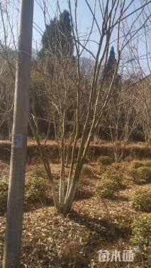 10公分(4杆)丛生无患子