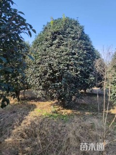 冠幅480厘米桂花球