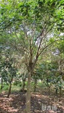 15公分大叶女贞