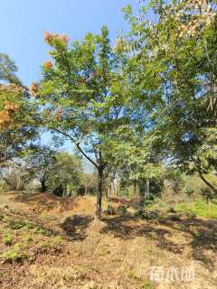 22公分黄山栾树