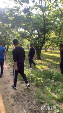 高度900厘米板栗