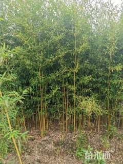 地栽苗金镶玉竹