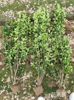 高度110厘米北海道黄杨
