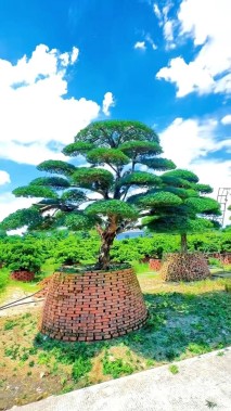 移栽苗造型罗汉松