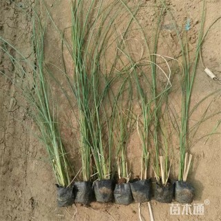 高度50厘米细叶芒
