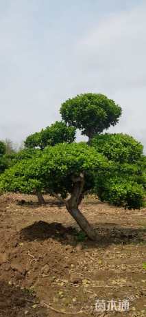 20公分造型卫矛