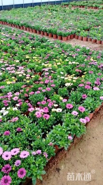 高度30厘米南非万寿菊