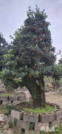 高度200厘米金弹子