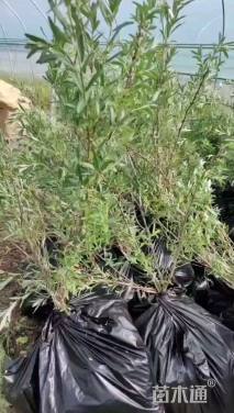 高度50厘米沙棘