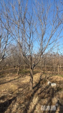 18公分染井吉野樱