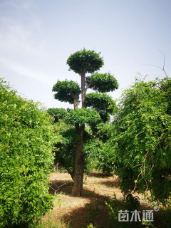 40公分对节白蜡