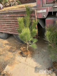 高度300厘米黑松