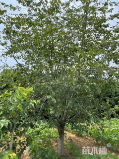 25公分日本早樱