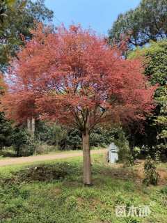 20公分日本红枫