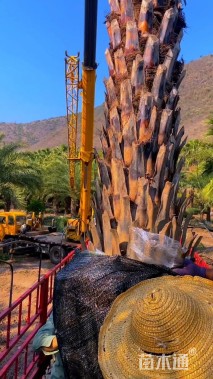 裸干高200厘米银海枣