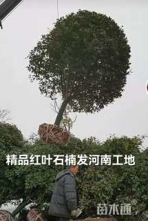 15公分红叶石楠