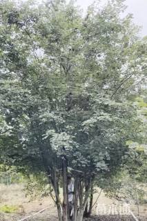 高度800厘米丛生美国红枫