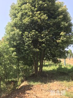 40公分丛生香樟