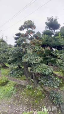 高度350厘米金弹子