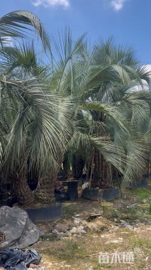 裸干高200厘米布迪椰子