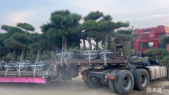 15公分造型黑松