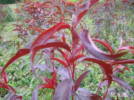 100公分紫叶碧桃