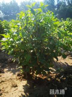 高度35厘米国庆菊