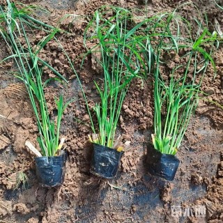 高度45厘米旱伞草