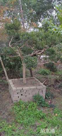 高度250厘米瓜子黄杨