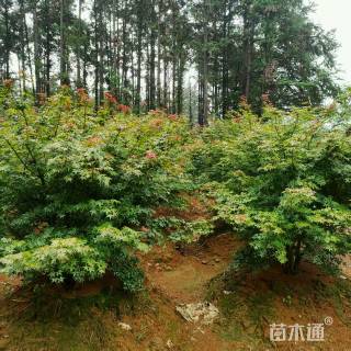 10公分从生日本红枫丛生