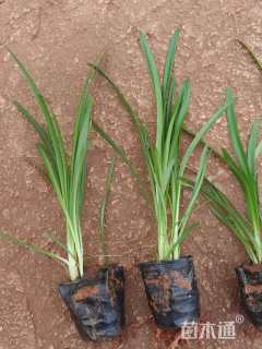 高度2530厘米百子莲