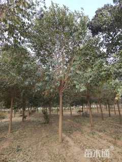 12公分大叶女贞