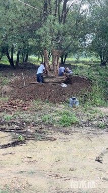 50公分(5杆)丛生香樟