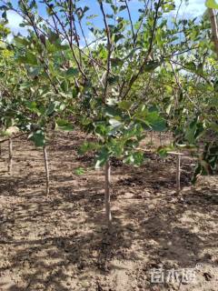 12公分山楂树